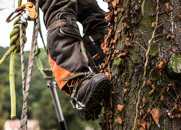 Arboris Business with Digital Marketing Agency Best Tree Service Digital Marketing