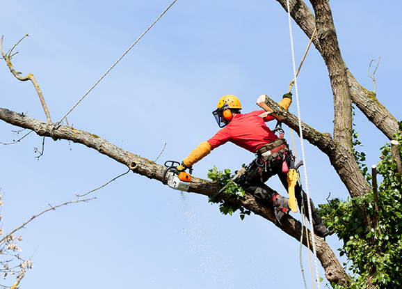 Tree Care Digital Marketing Solution Best Digital Marketing Agency for Arborists